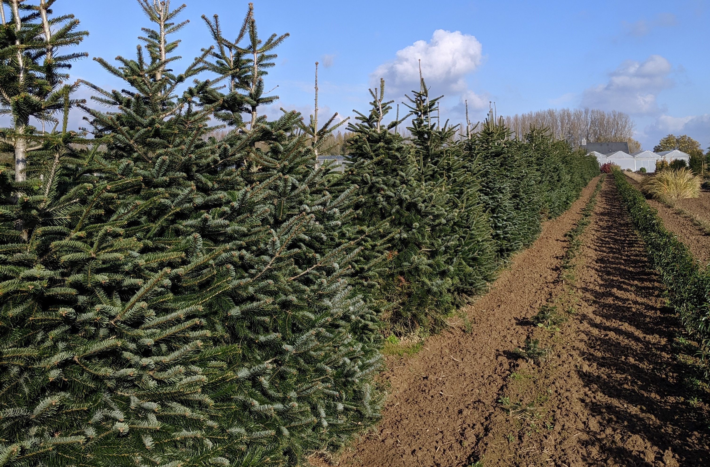 Nordmann kerstbomen uit eigen kwekerij vanaf december Bruckeveld